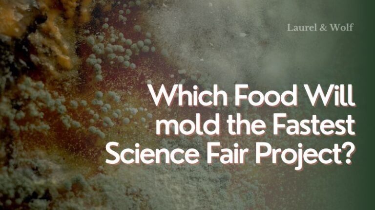 Which Food Will Mold The Fastest Science Fair Project which-food-will-mold-the-fastest-science-fair-project